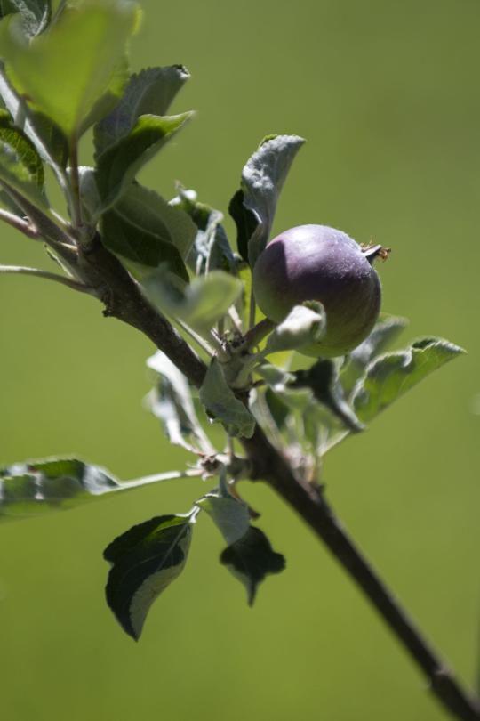 Apples
